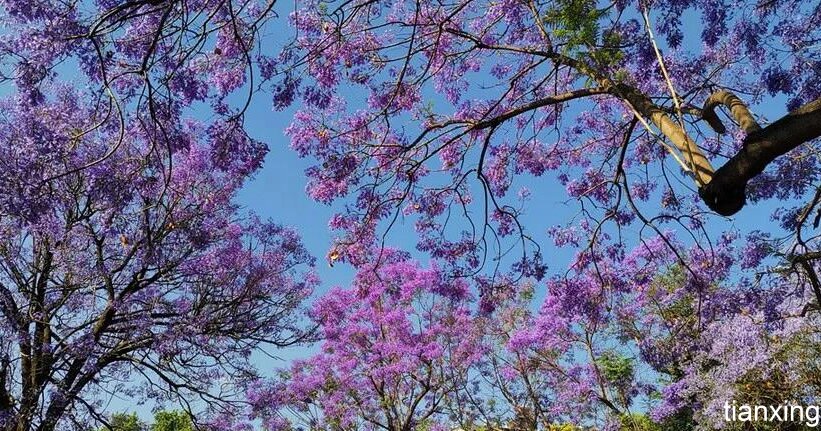 昆明藍(lán)花楹