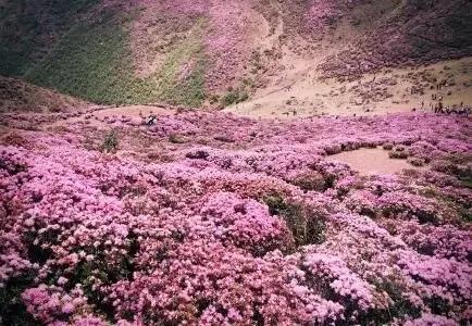 馬鹿塘杜鵑花海