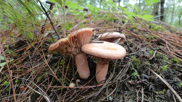 云南野生菌最全攻略，昆明這些地方盛產(chǎn)野生菌你知道幾個(gè) 