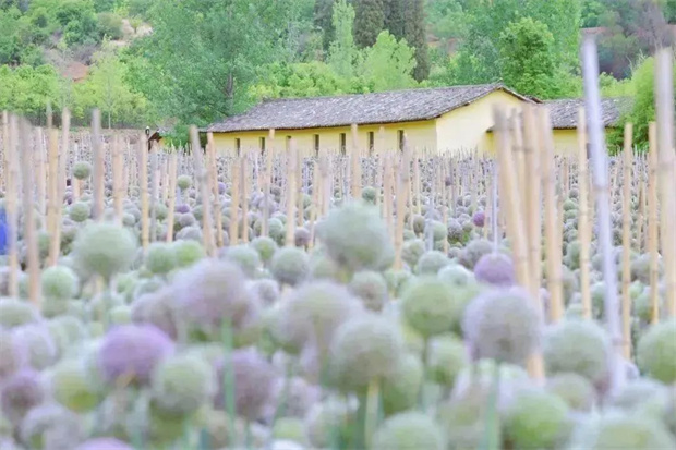 在昆明，這些“花事”花式治愈你的夏天